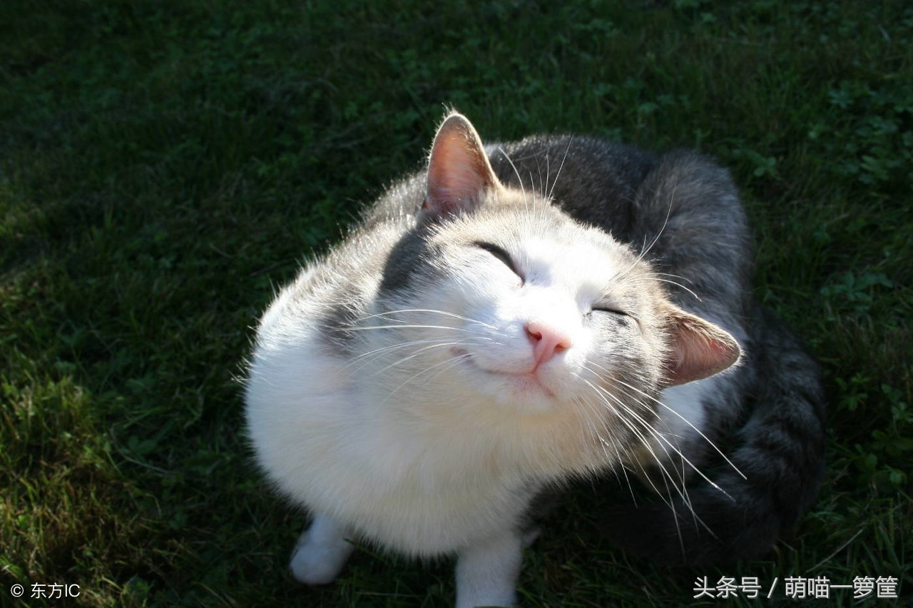 猫咪分几种品种,猫咪分类带声音