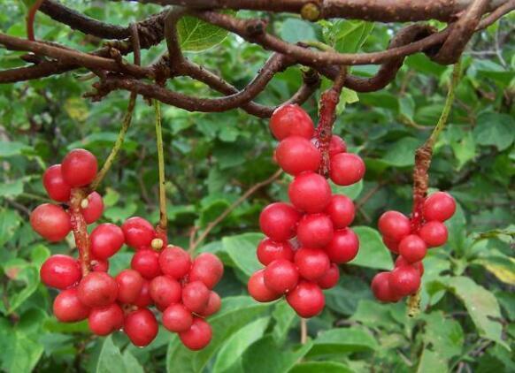 辽五味行情,辽五味起什么作用