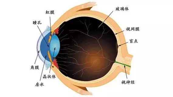 眼前闪光感是什么,眼前闪光感