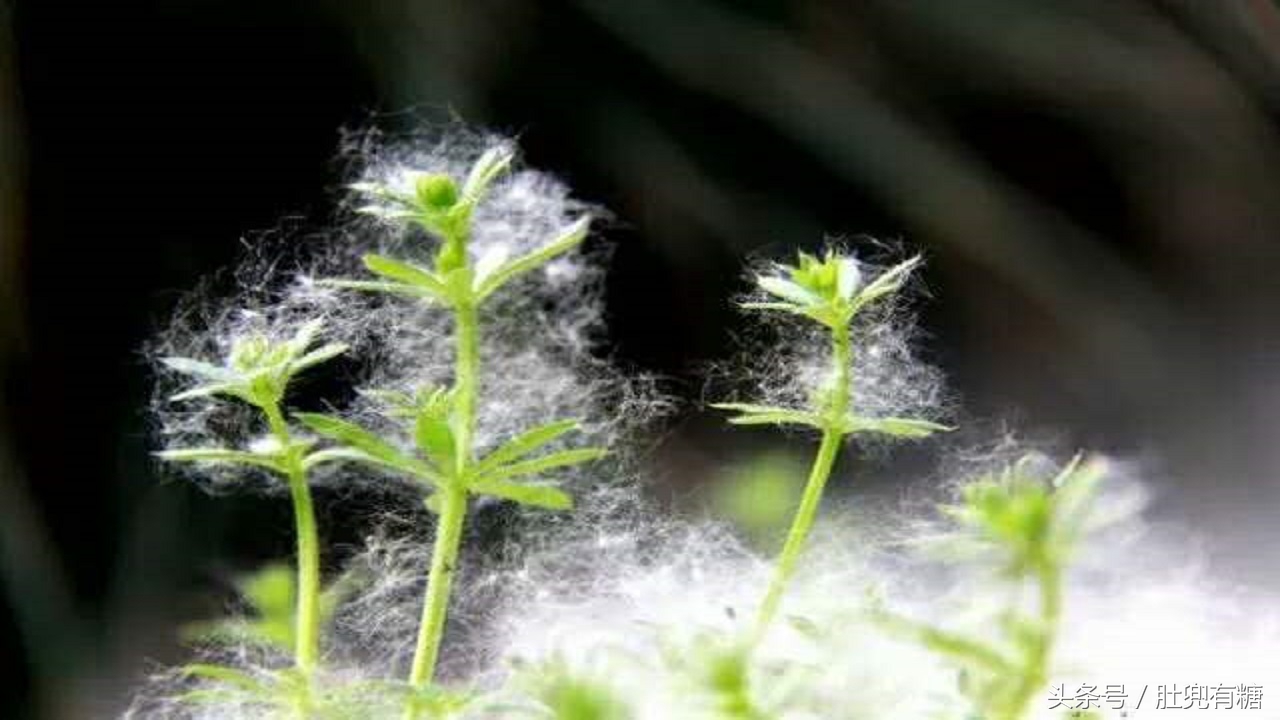 又到了柳絮如雪的季节,又到了柳絮满天飞的季节