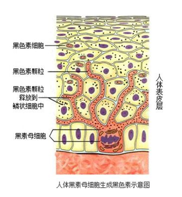 快速祛痘印小窍门真的管用,教你几招祛痘印的最快方法