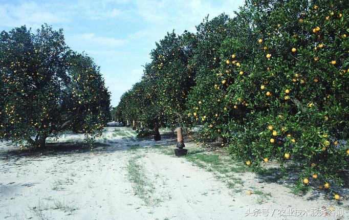 十种紧缺果树排名,果树病害分类