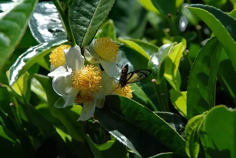 普洱茶的秘密您都知道了吗,普洱茶的神奇故事有哪些
