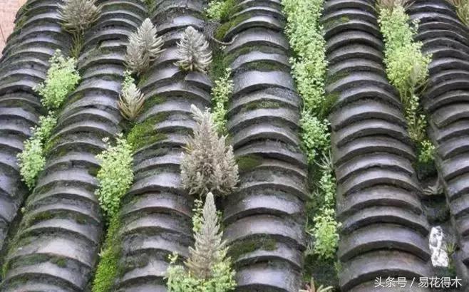 多肉植物养殖土壤配方,不花钱多肉植物养殖方法