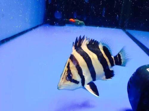 怎么分辨苏虎和印尼虎,印尼虎到底怎么变成明虎