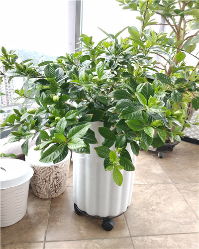 栀子花叶子发黄倒营养液可以吗,栀子花叶子发黄浇点白醋可以吗