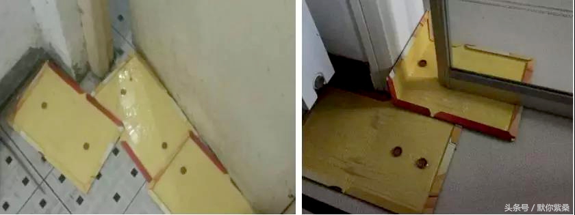 捕鼠达人技巧大全,捕鼠达人如何巧用粘鼠板