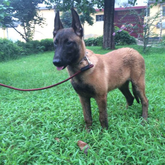 马犬后腿总软不着地,七个月马犬无缘无故脚疼不敢着地