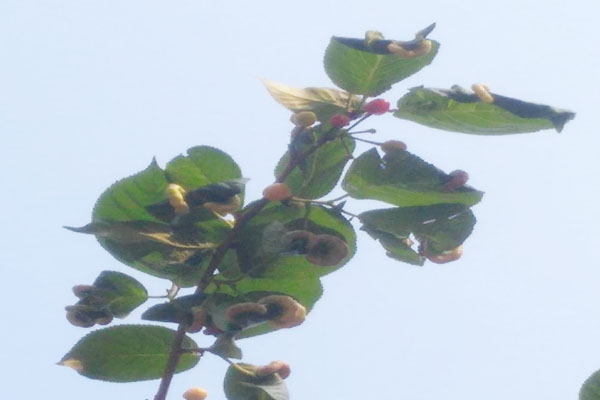 樱桃树上有会拉丝的虫是什么虫,樱桃叶子上那个虫子叫什么虫