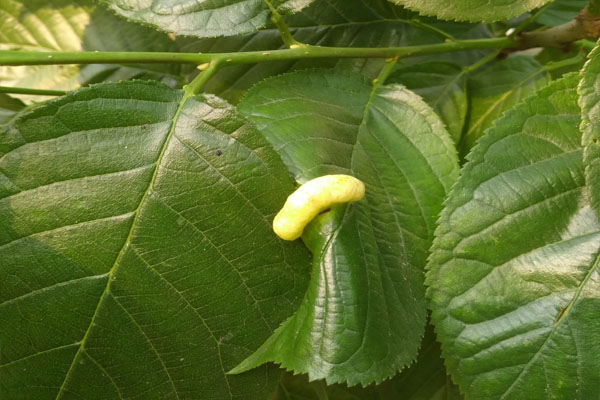 樱桃上的粉色小虫是什么虫,樱桃叶子上长虫