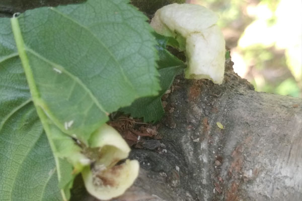 樱桃上的粉色小虫是什么虫,樱桃叶子上长虫