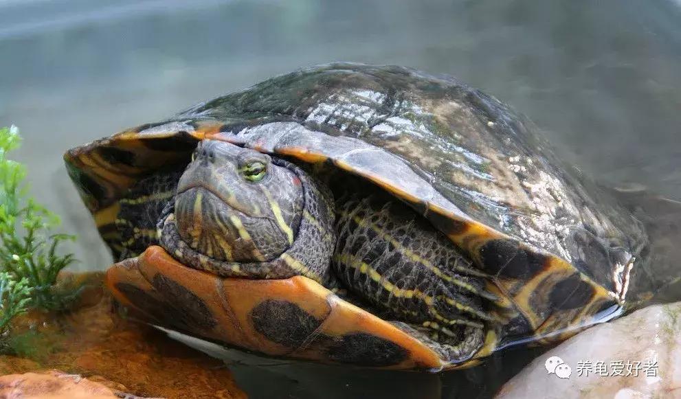 当下养什么龟好,这几年适合养什么龟