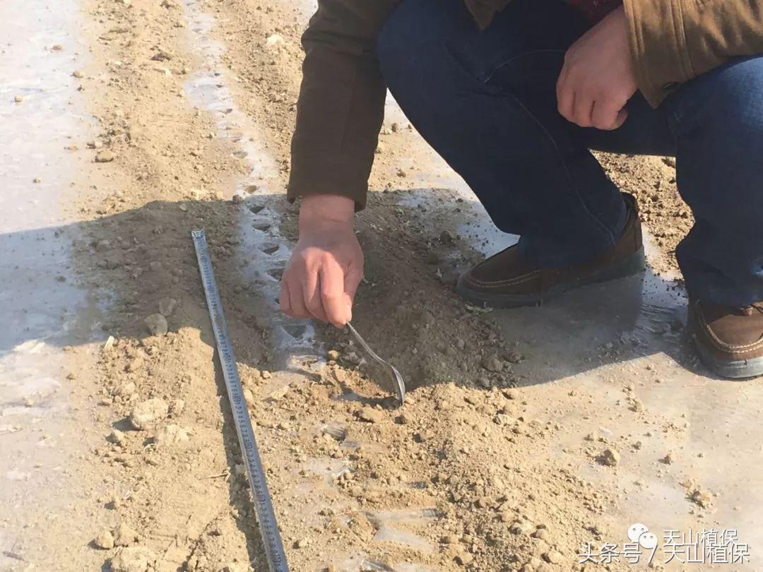 棉花烂种的原因和处理方法,棉花苗烂根什么原因