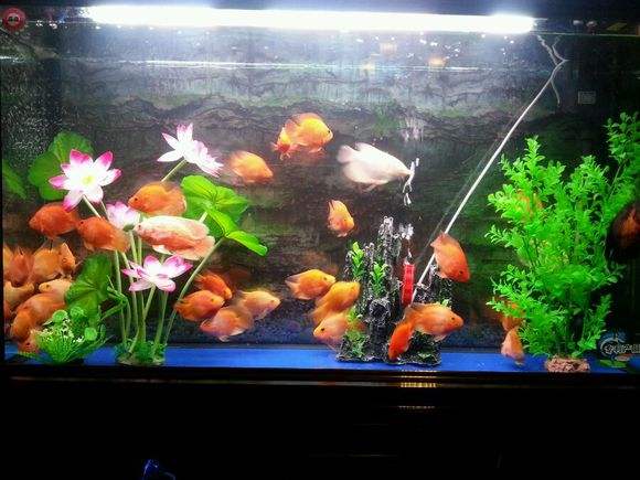 鱼缸摆放对风水的影响有哪些,鱼缸摆放在什么位置招财最好