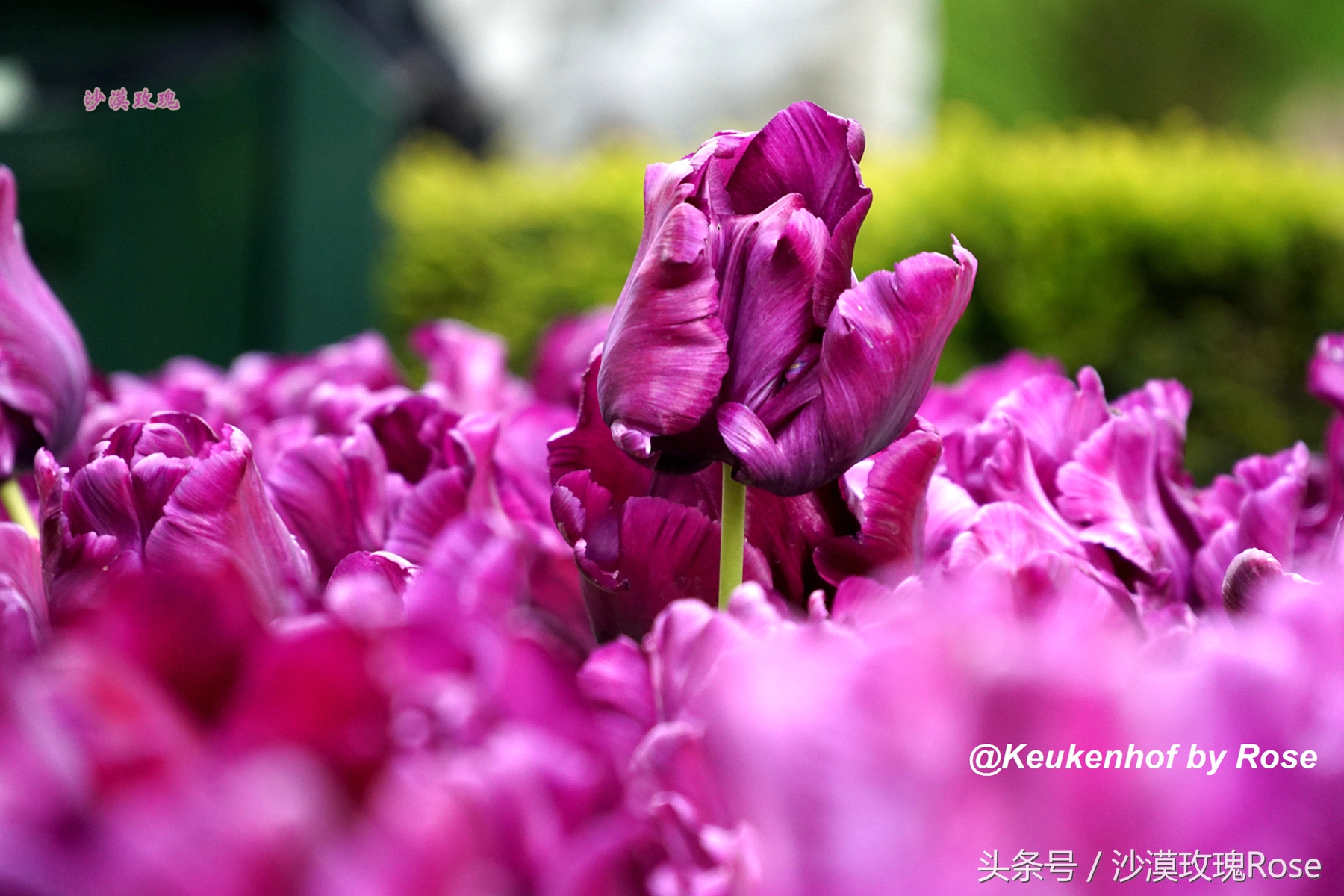 荷兰哪里可以看到郁金香花海,荷兰的郁金香花图