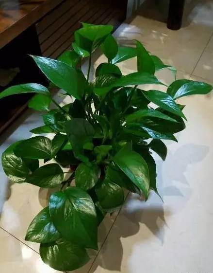 怎样养绿萝才能茂盛视频,屋内绿萝怎么养比较茂盛