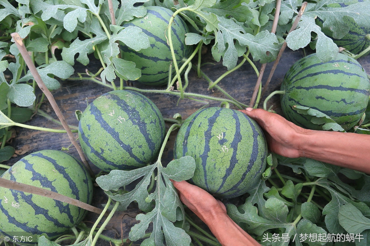 适合农村人小本创业项目，只因懂这些商机，再也不埋怨赚不到钱了