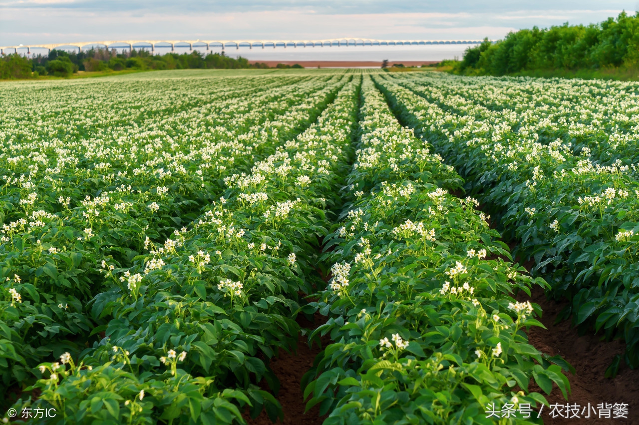 马铃薯怎么种植能够上市早、产量高？