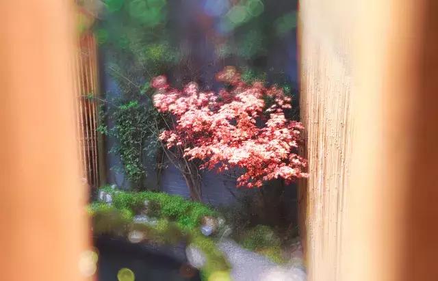 飞两千多公里,得到一座奇幻山林,一个温暖的家,一群有趣的人