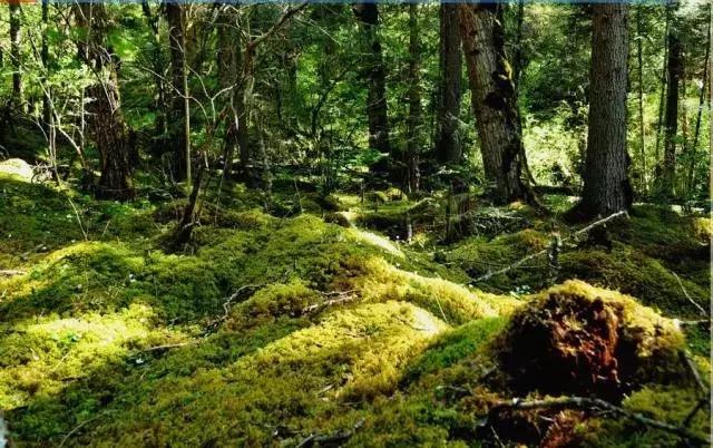 飞两千多公里,得到一座奇幻山林,一个温暖的家,一群有趣的人