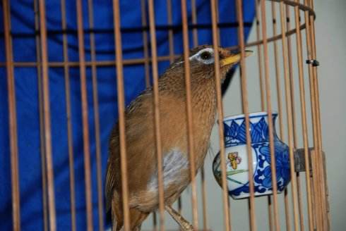 如何让画眉鸟上性,怎样让画眉鸟快速上性