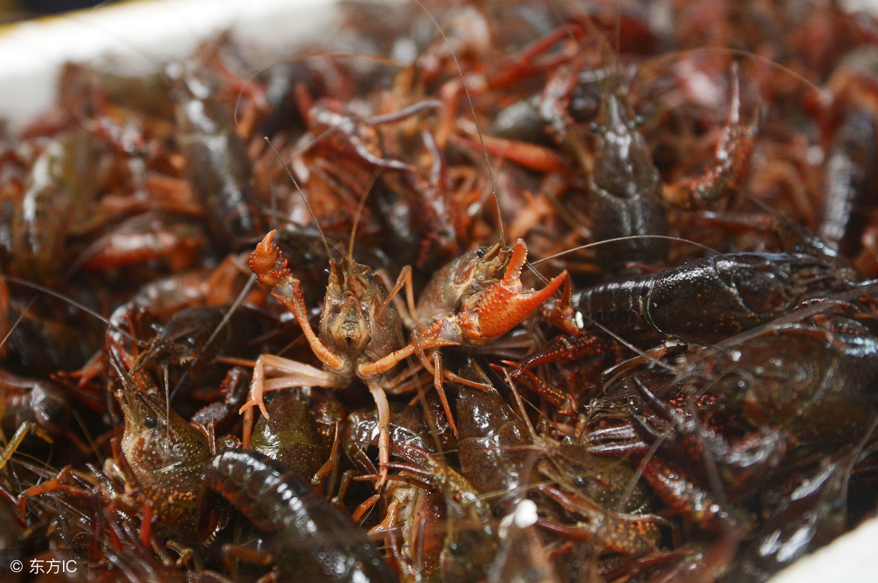 小龙虾农民卖价实情,惠农网小龙虾行情