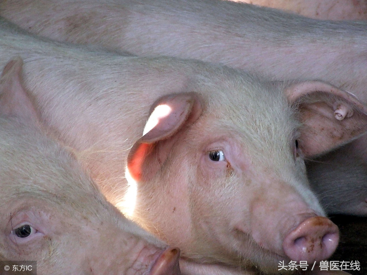 有图有真相——看猪病专家进行蓝耳病的现场诊断和详解！