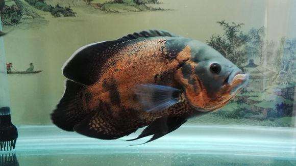 适合饲养的十大观赏鱼,最受欢迎的观赏鱼