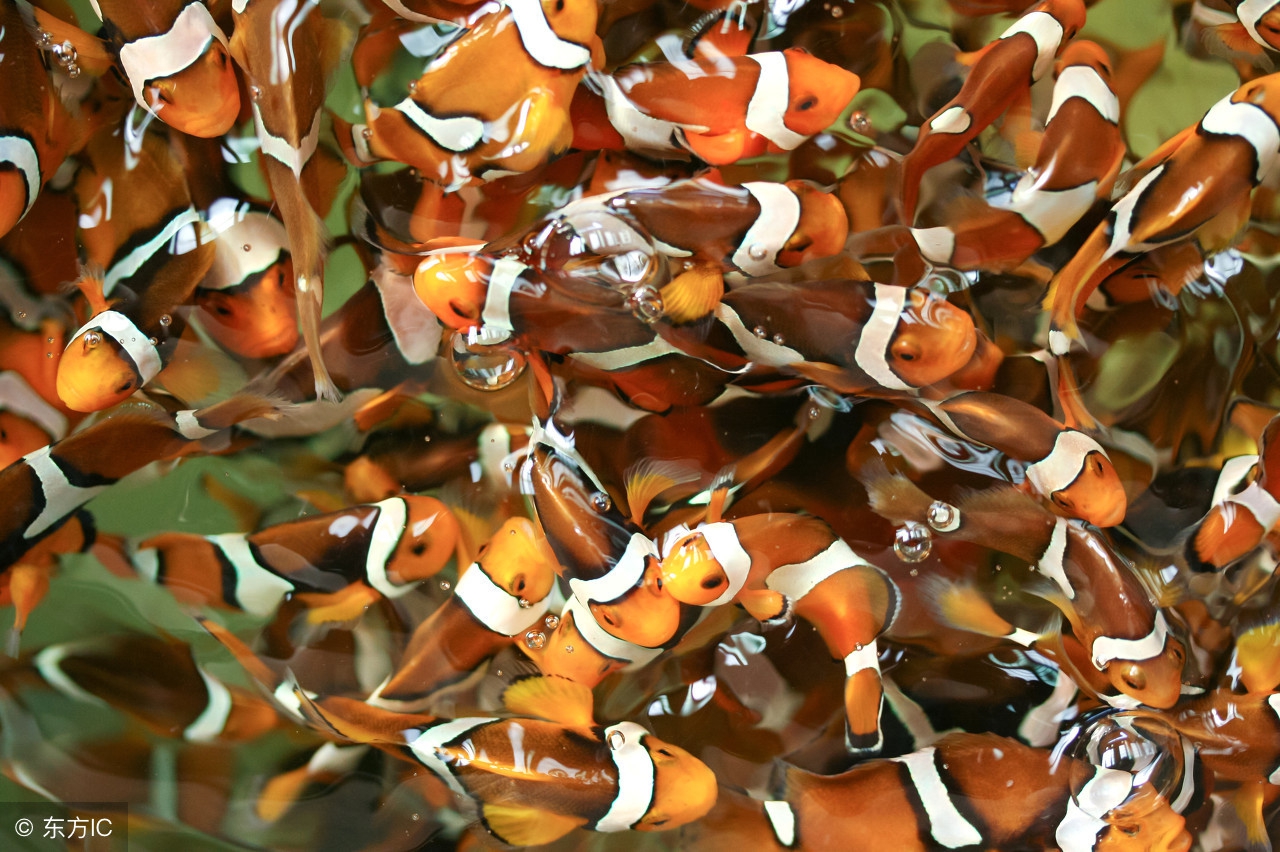 结扎，到底是男的好还是女的好了！