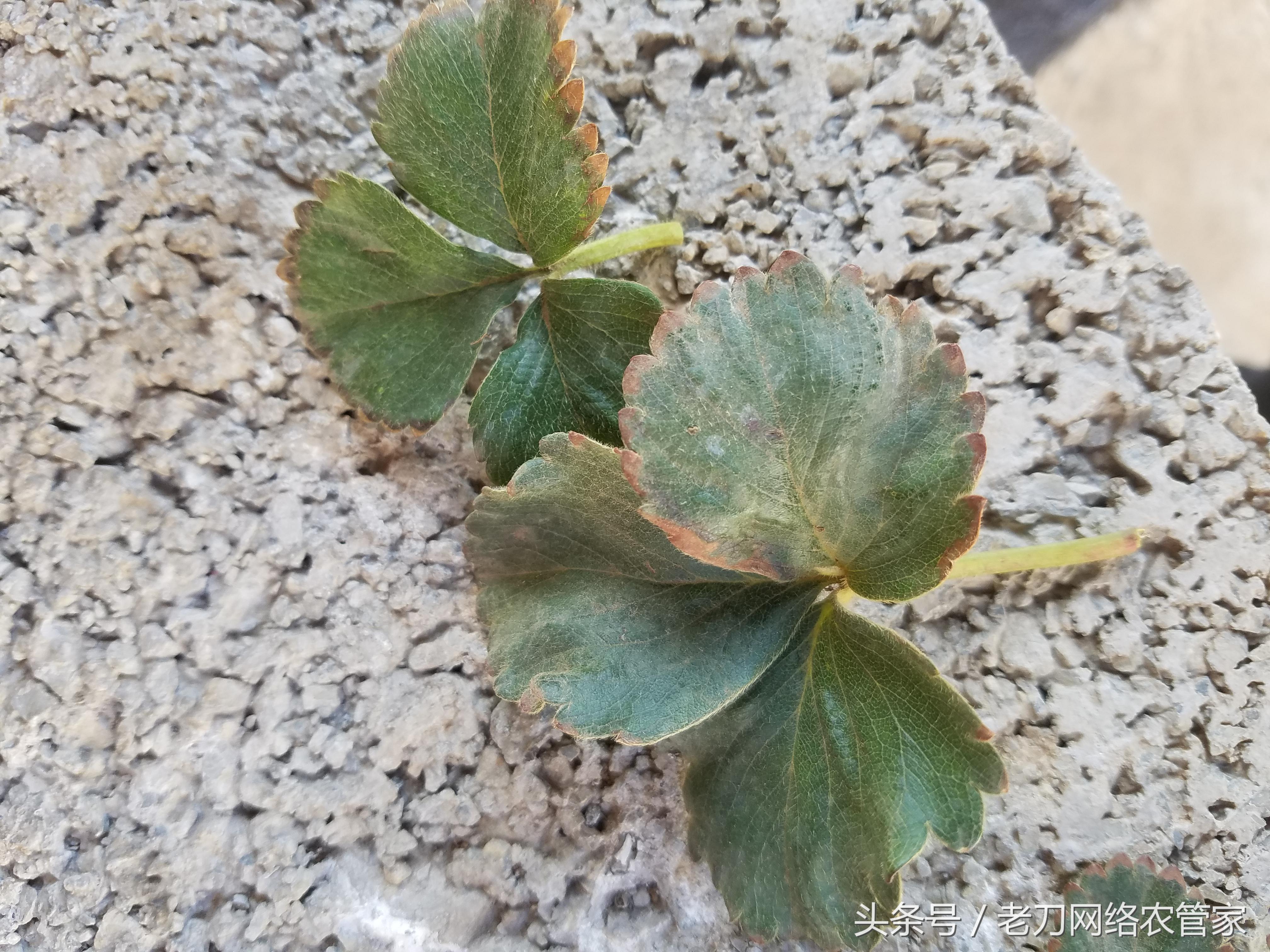 草莓叶片失绿焦枯是什么病害？该用什么办法进行补救