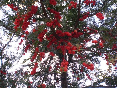 它被称为百果之王,最珍稀的黄金树