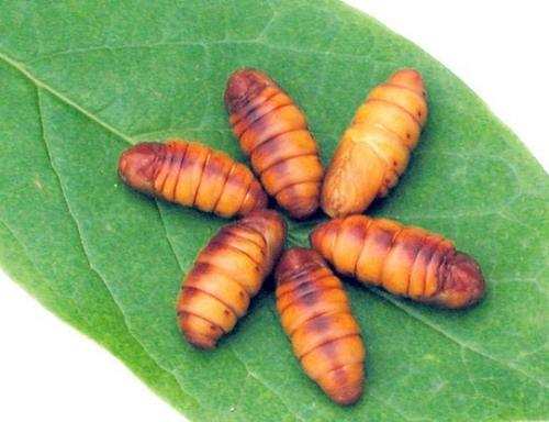 林更新试吃蚕蛹,林更新吃蚕蛹好吗