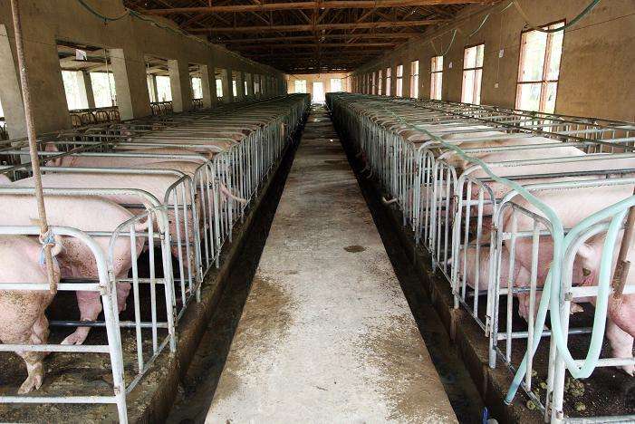 猪毛草能治类风湿吗,猪风湿的克星草