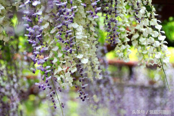 上海古藤园紫藤花是否开了,中国最大的紫藤园