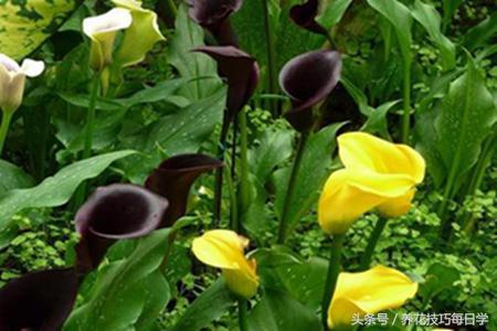 进口马蹄莲怎样扦插,马蹄莲怎么繁育