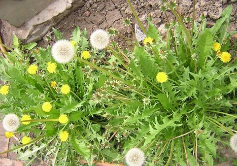 每一个中药背后的故事,一味中药有一个美丽传说
