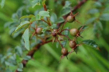 每一味草药的故事,每个中药背后都有一个故事