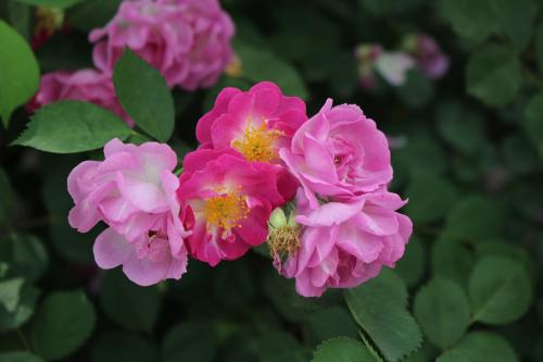 每一味草药的故事,每个中药背后都有一个故事