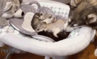 哈士奇妈妈生了,哈士奇生孩子还拆家吗