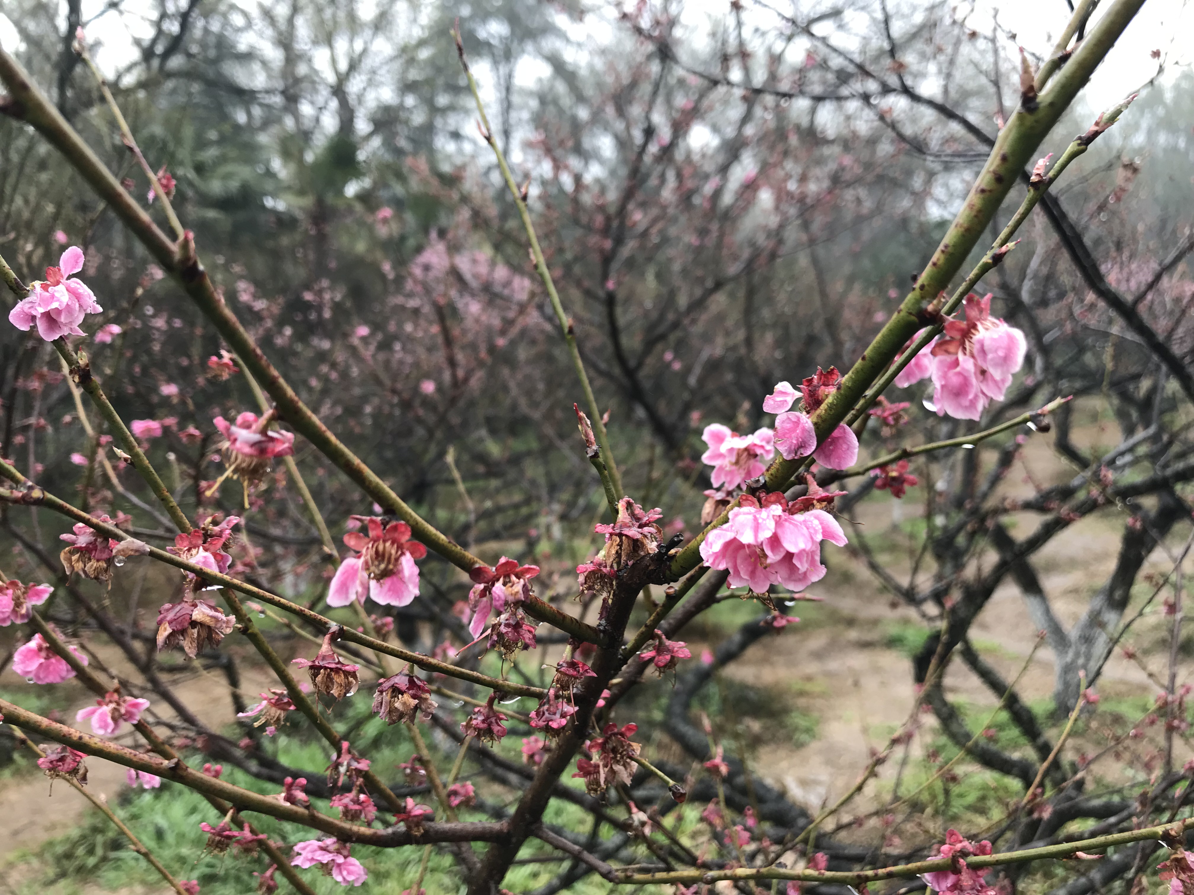 解酒效果很高的药,解酒护肝药物有用吗