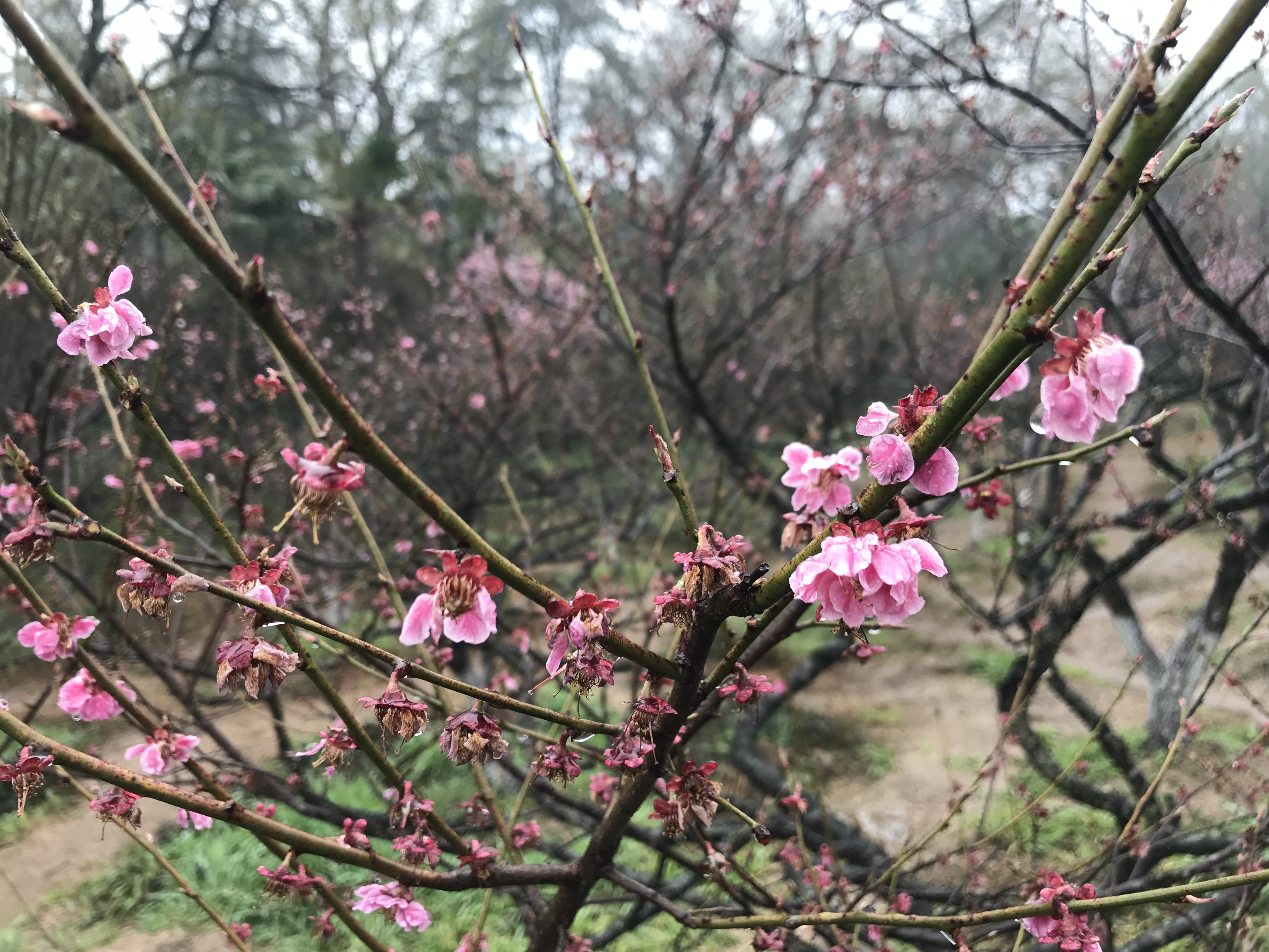 解酒效果很高的药,解酒护肝药物有用吗