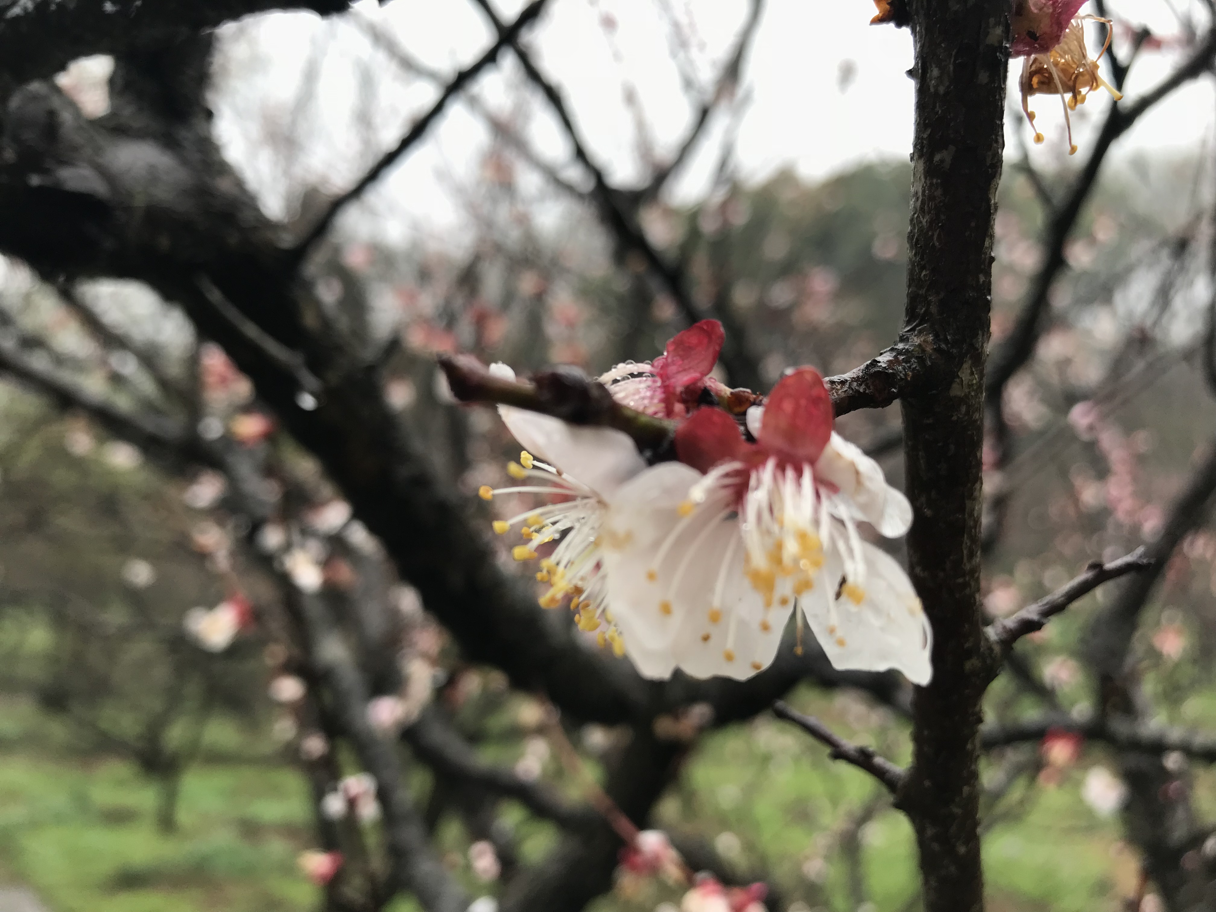 解酒效果很高的药,解酒护肝药物有用吗