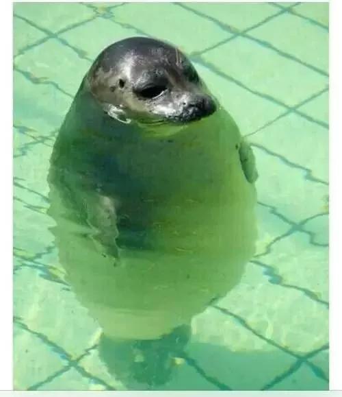 身高1米5女生的世界是怎样的？哈哈哈哈哈哈哈哈笑出猪叫！