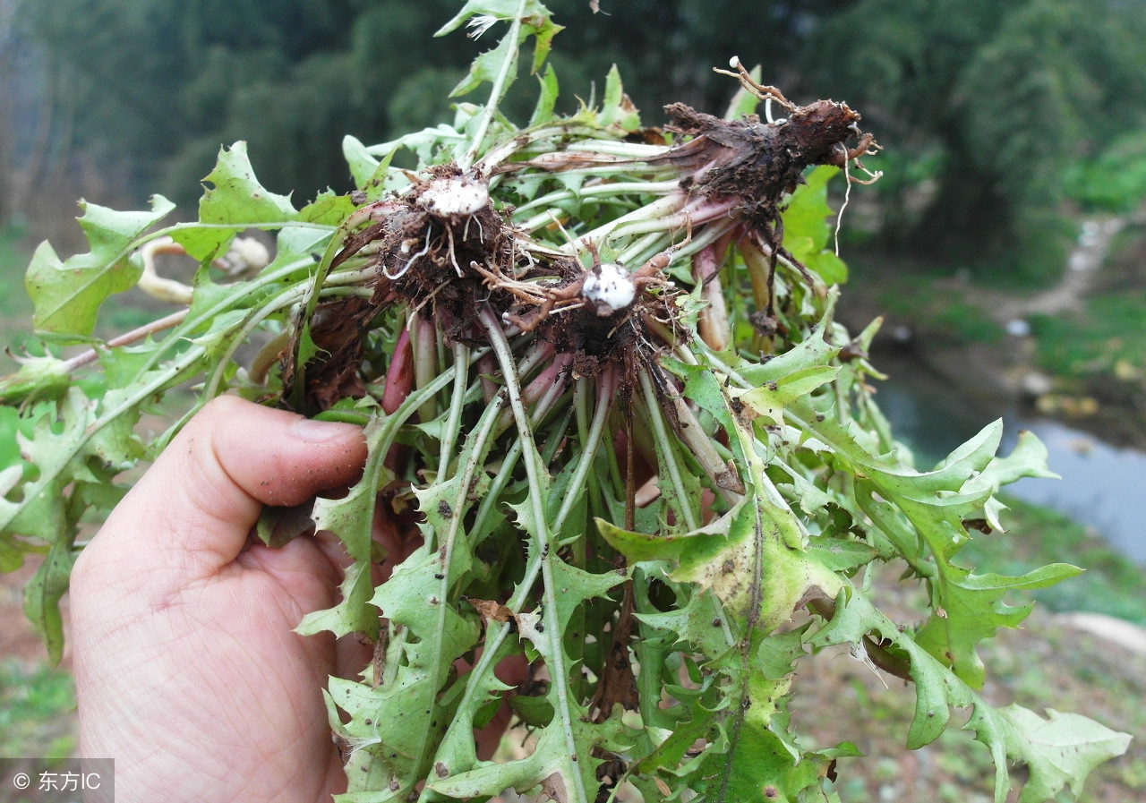 婆婆丁中医世家,婆婆丁清热解毒抗癌