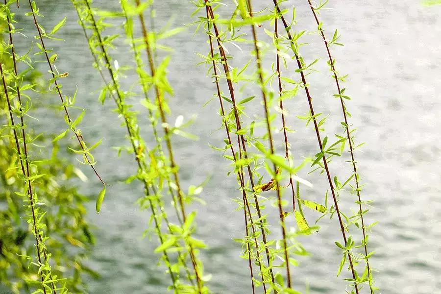 春柳，最平易近人的春色