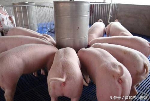 中荷诺心饲料怎么样,中荷诺心牛羊使用效果