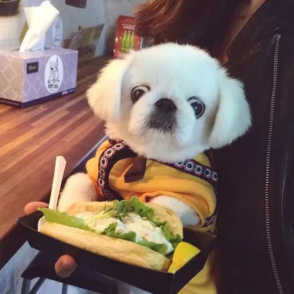 面对各路大鱼大肉,狗狗演绎眼珠子掉出来,主人你良心坏了