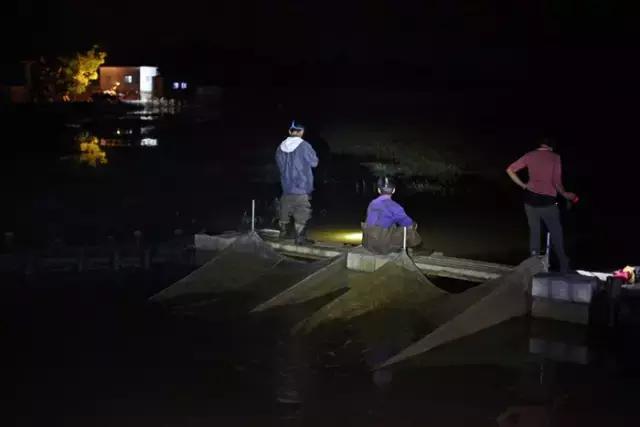 细长的白色水虫,东北小水虫