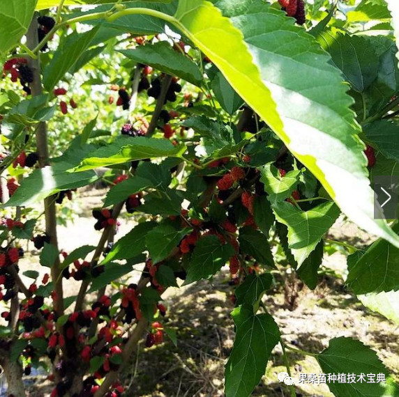 果桑哪个品种好吃,果桑新品种介绍