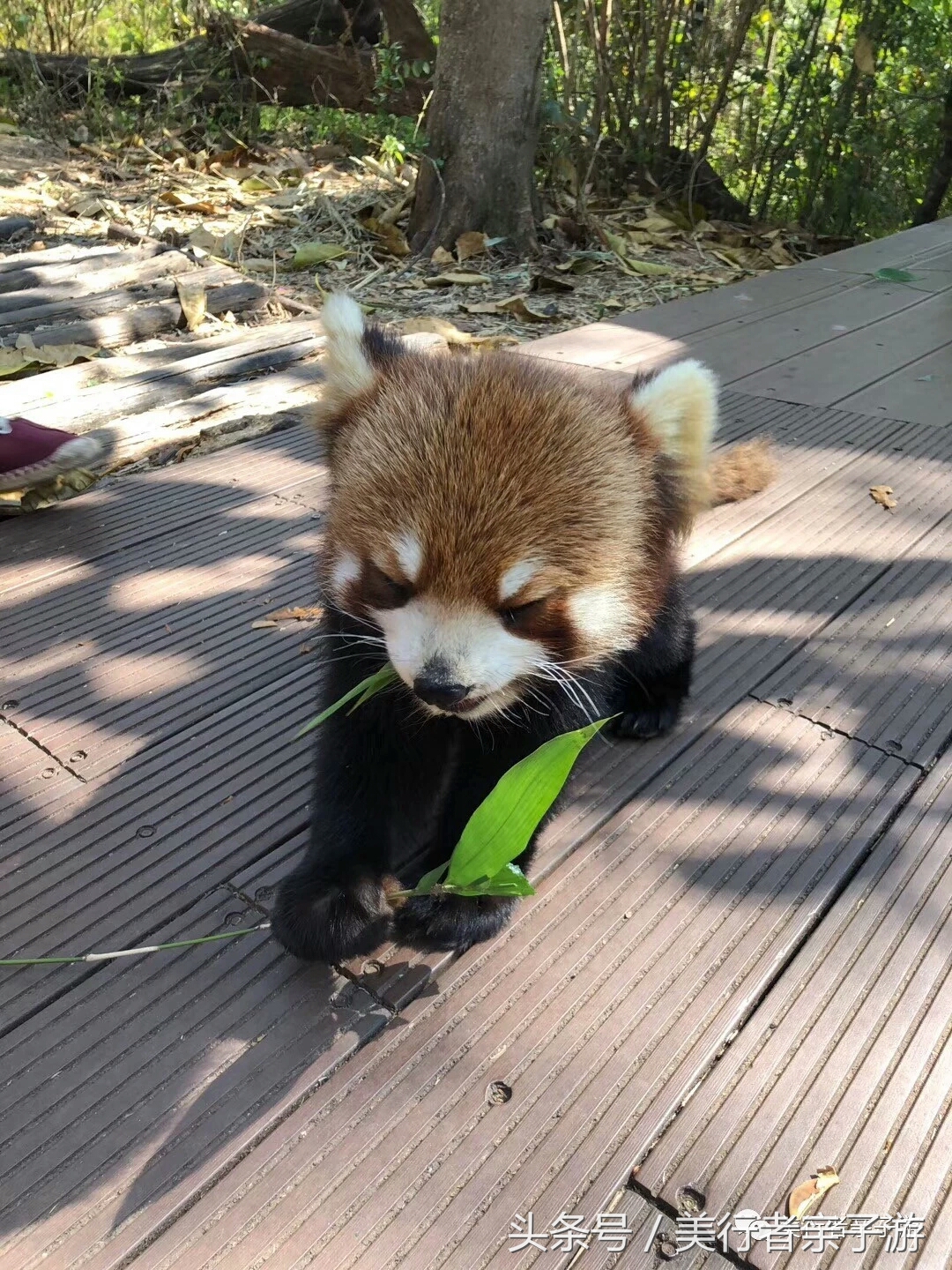 到版纳一定要体验一场泼水狂欢,云南景洪泼水节之旅